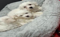Maltese dogs for sale: Maltese puppy’s  - Image 7