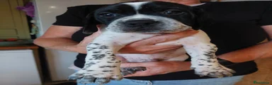 Pointer 1