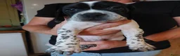 Pointer dogs for sale: Pointer Pups - Advert 3