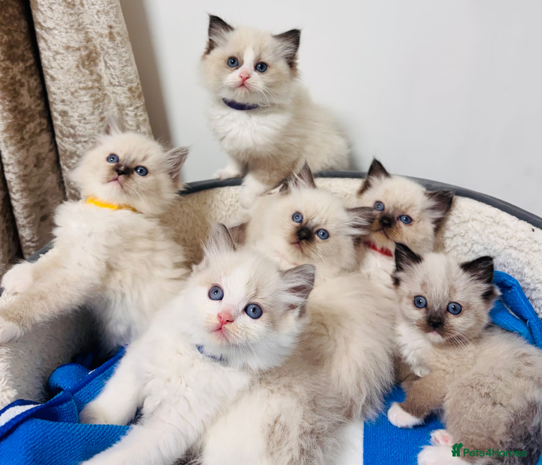 Ragdoll cats Purebred Ragdoll Kittens  - Advert 9