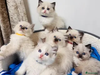 Ragdoll cats Purebred Ragdoll Kittens - Advert 9