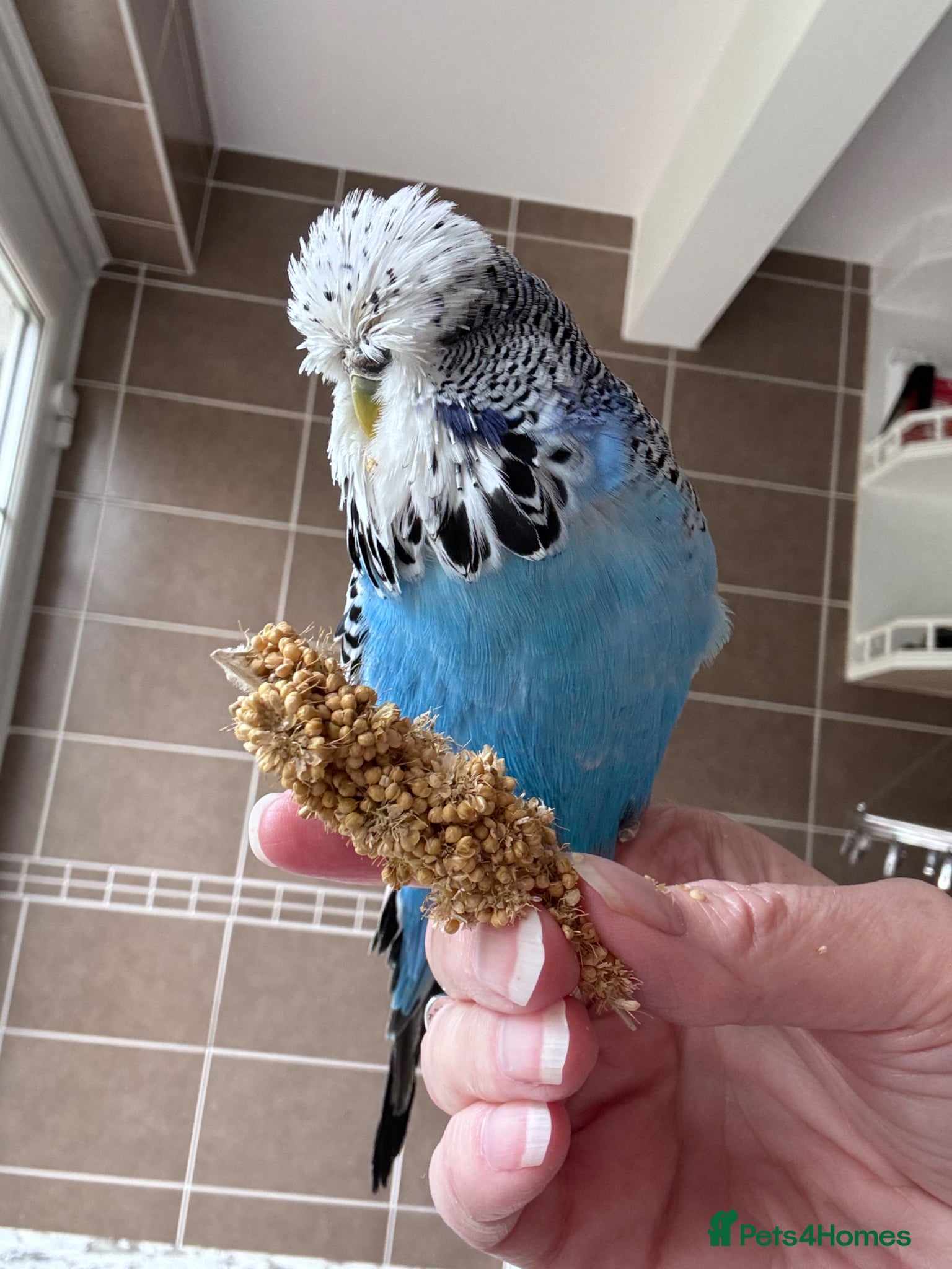 Budgerigars birds Hand Reared Exhibition Budgie - Advert 18