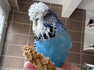 Budgerigars birds Hand Reared Exhibition Budgie - Advert 18