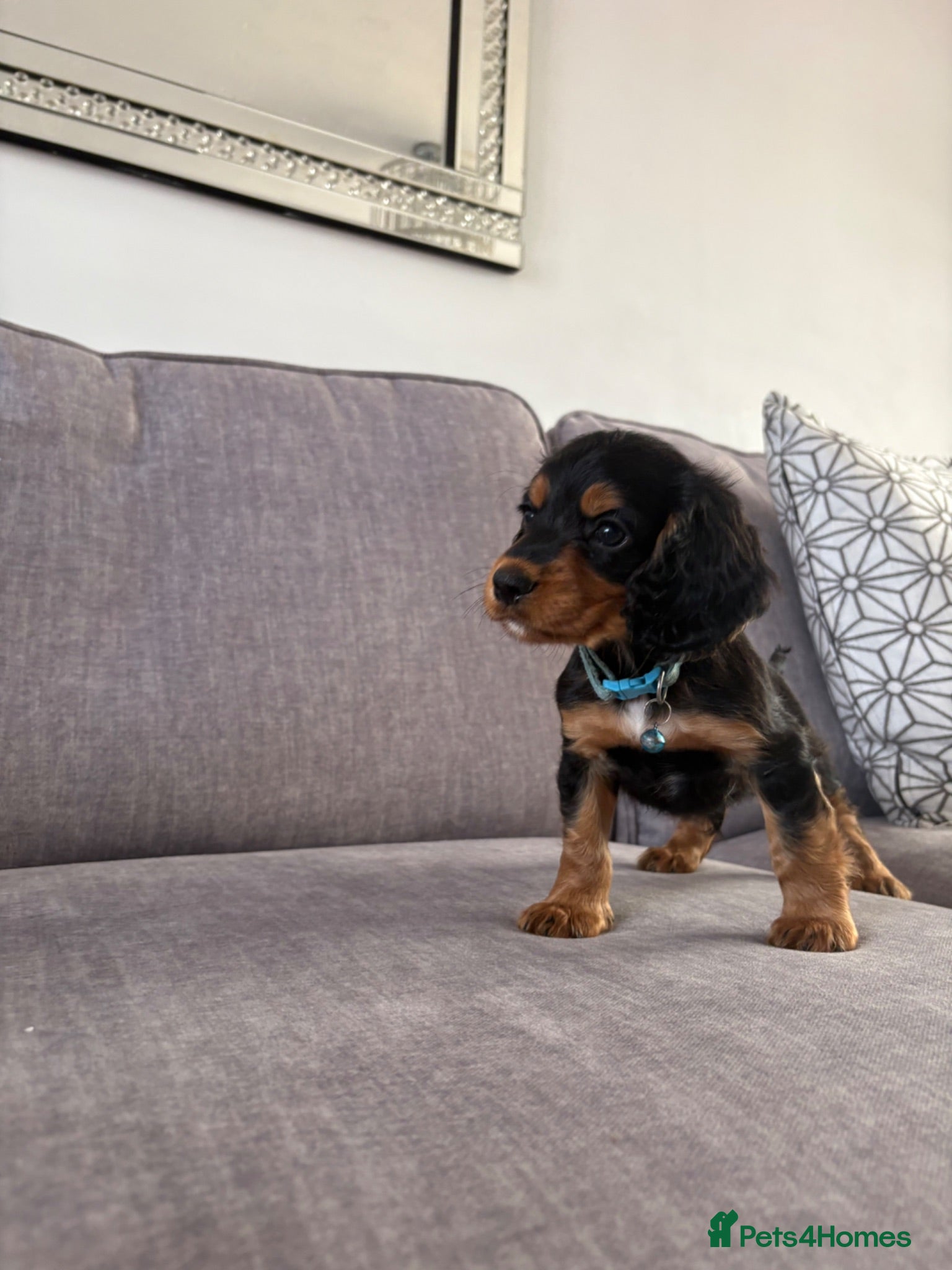 Cocker Spaniel dogs BEAUTIFUL BLACK AND TAN COCKER PUPS,1 BOY LEFT!  - Advert 1