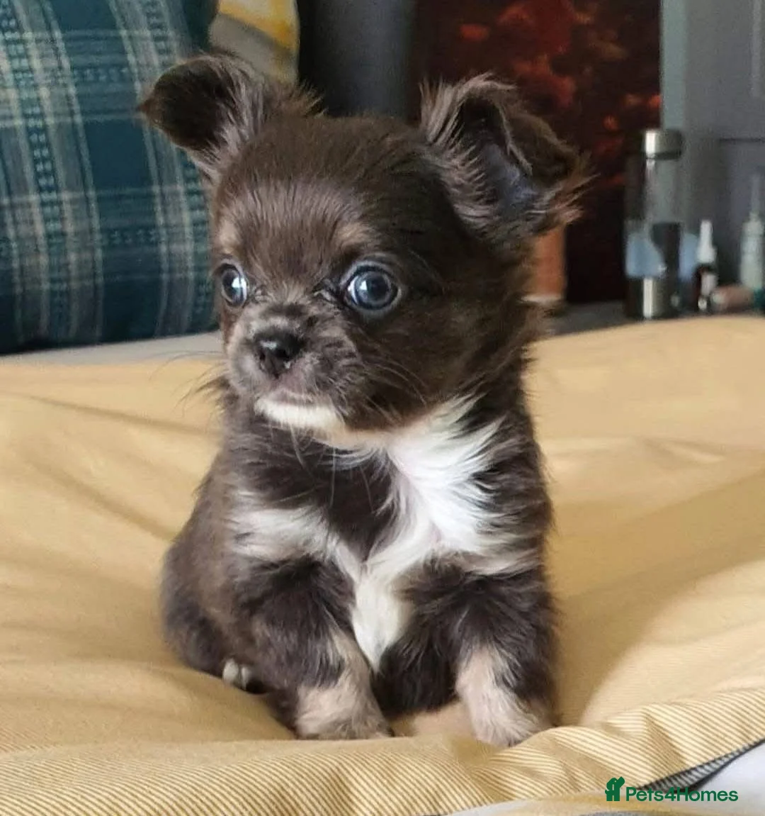 Chihuahua dogs for stud: Lilac tri long coat stud, bred by Chinechi/Shoop - Advert 2