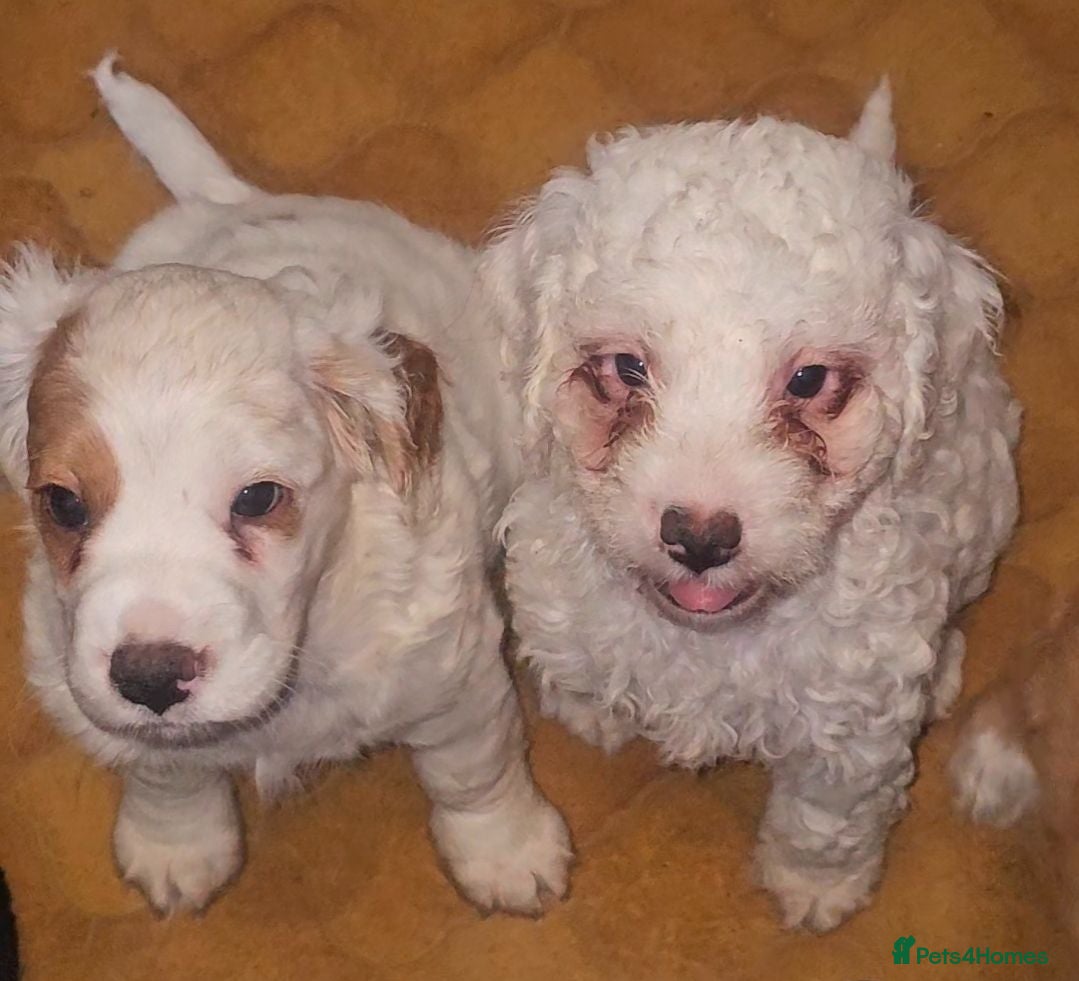 Cockapoo dogs White and red cockapoos, 3 left, ready this week! - Advert 3