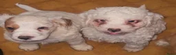 Cockapoo dogs for sale: Ready now!! Beautiful white and red F2 cockapoos - Advert 5