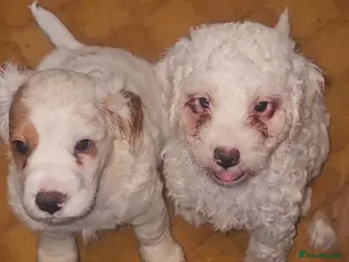 Cockapoo dogs White and red cockapoos, 3 left, ready this week! - Advert 3