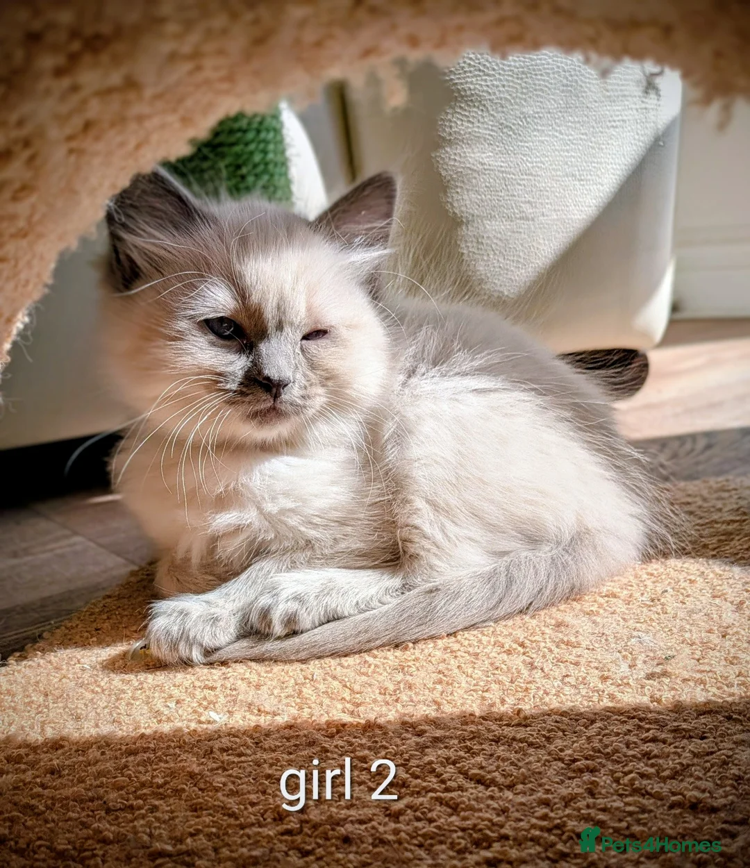 Ragdoll cats for sale: Beautiful ragdoll kittens  - Advert 2