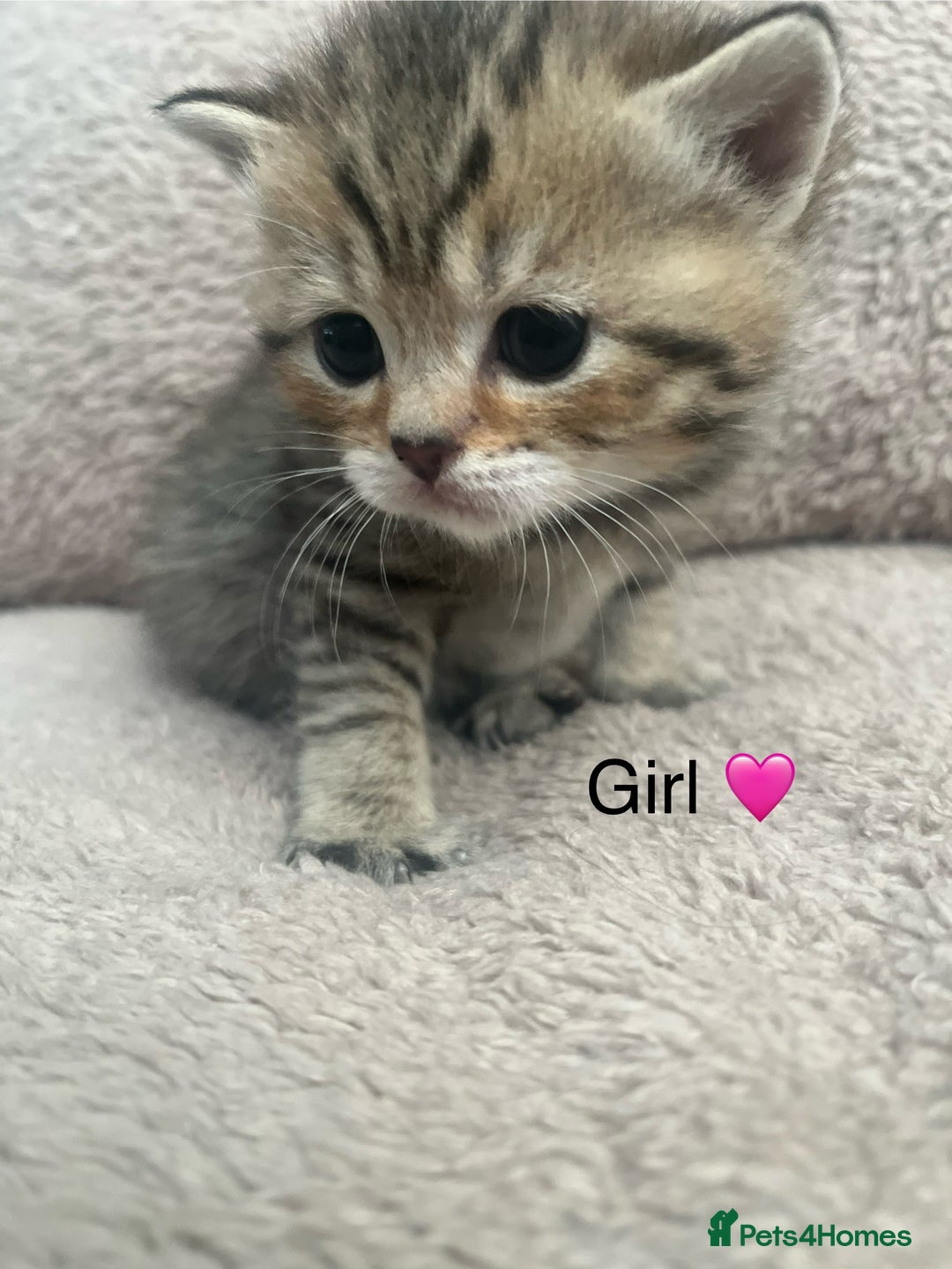 British Shorthair cats for sale: Beautiful British Shorthair kittens ready 23/12 - Advert 7