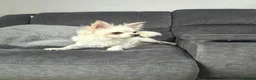 Chihuahua dogs for sale: Beautiful chihuahua pups - Advert 11