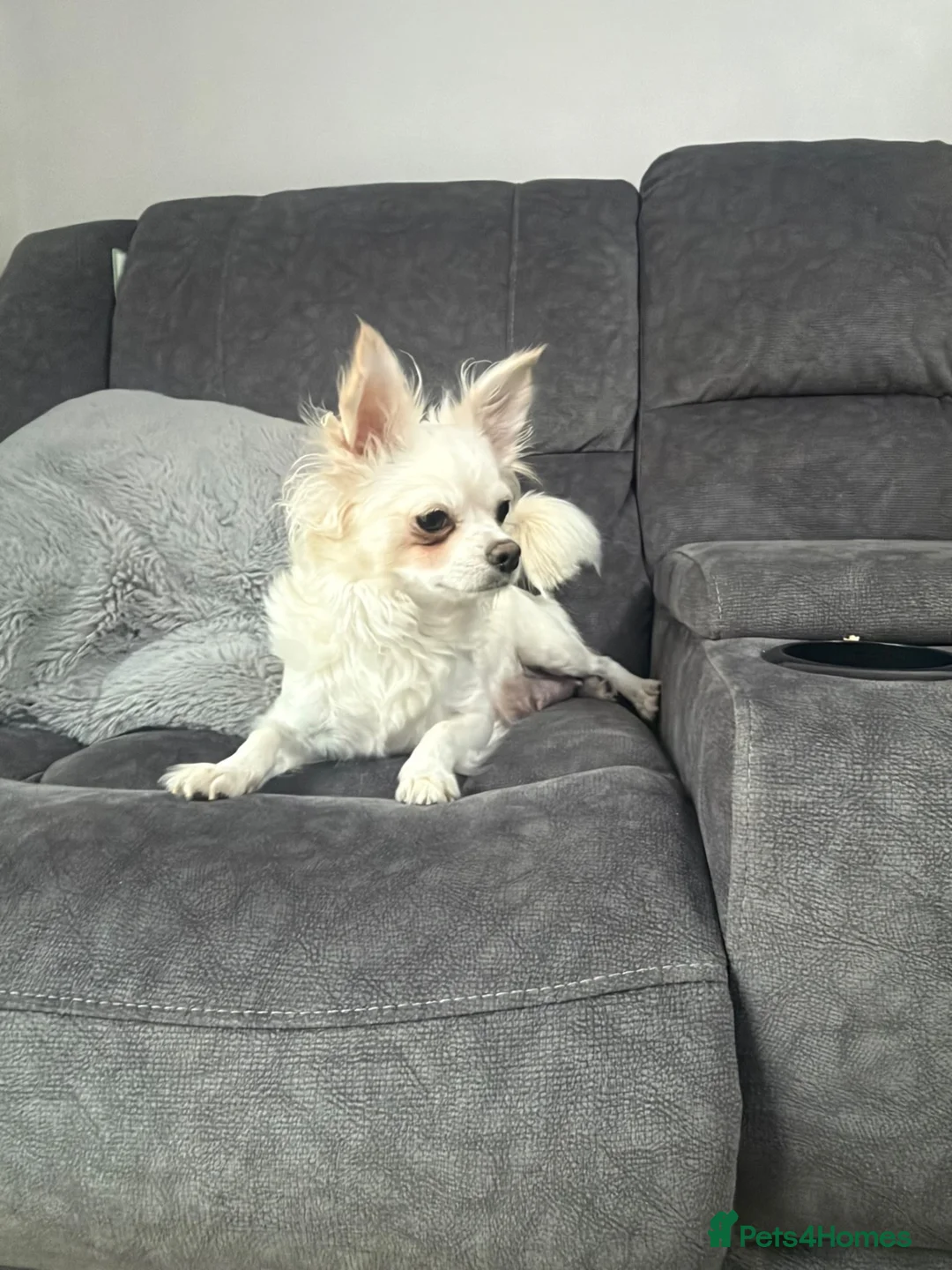 Chihuahua dogs for sale: Beautiful chihuahua pups - Advert 11