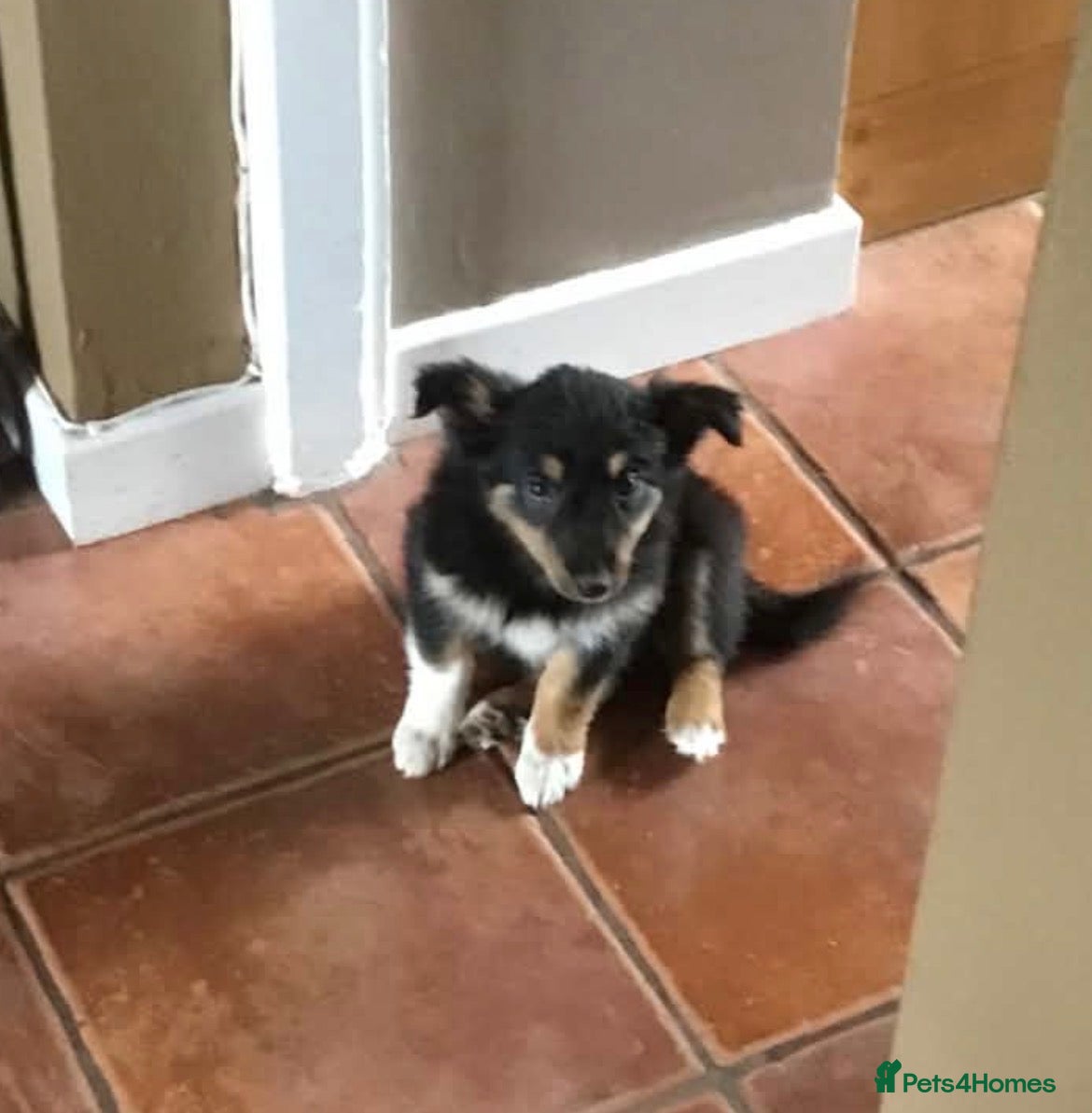 Border Collie dogs TWO ADORABLE BORDER COLLIE PUPPIES  - Advert 9