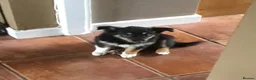 Border Collie dogs for sale: TWO ADORABLE BORDER COLLIE PUPPIES  - Advert 1