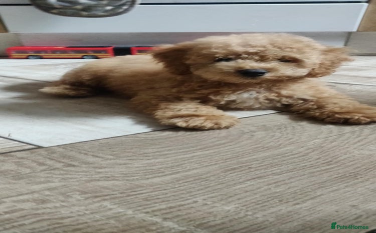 Maltipoo dogs - Advert 14