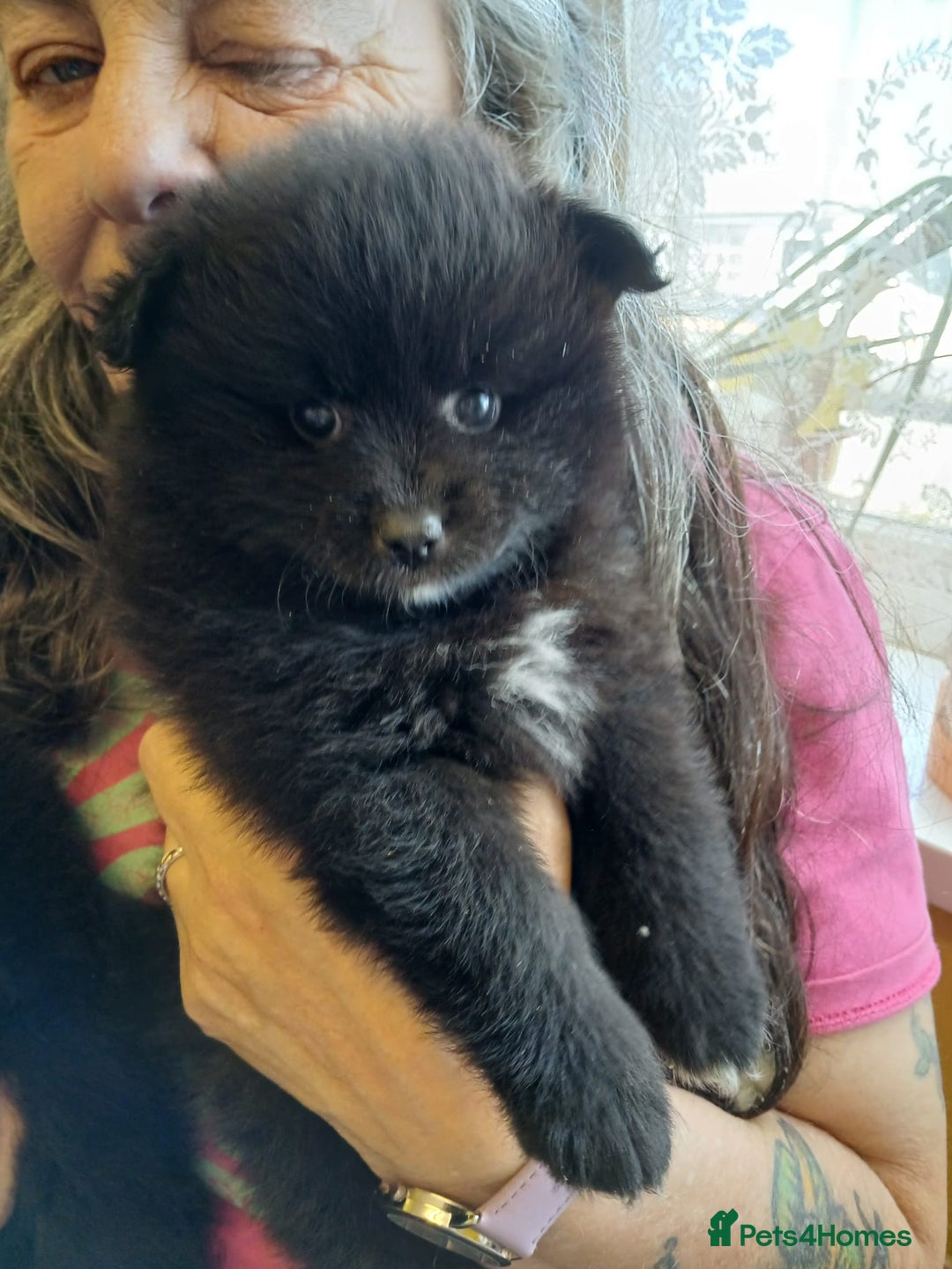Pomsky dogs for sale: Adorable Pomsky Puppies For Sale - Image 14