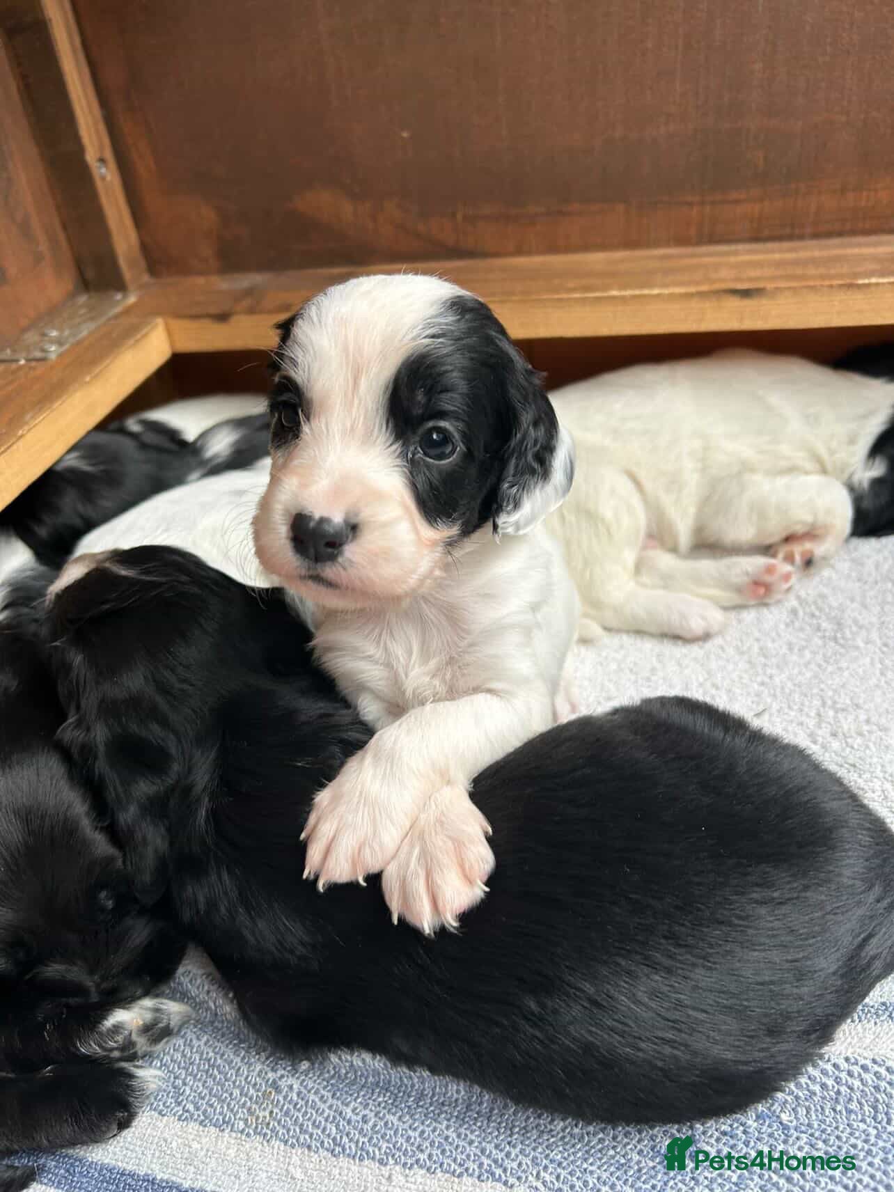 Sprocker dogs Stunning sprocker pups 💕🐶 - Advert 7