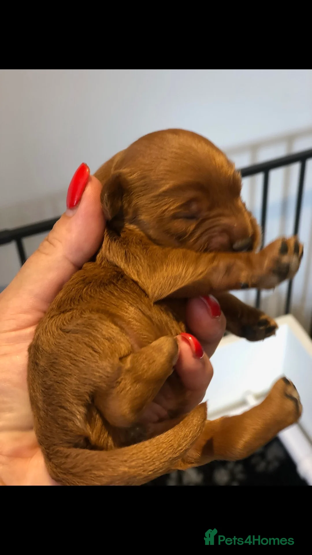 Toy Poodle dogs for stud: Proven Toy Poodle For Stud in Canterbury - Advert 6