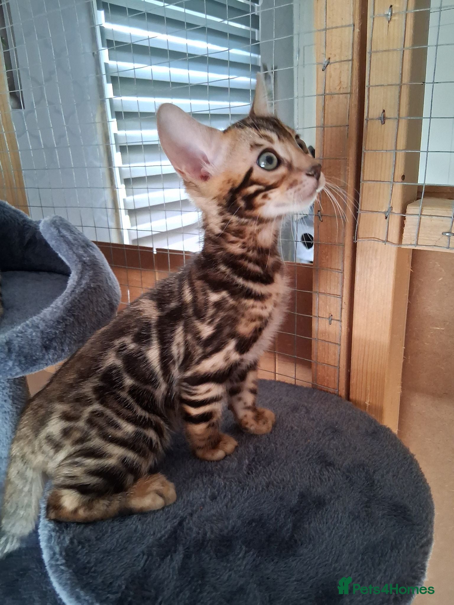 Bengal cats Bengal Kittens  - Advert 1