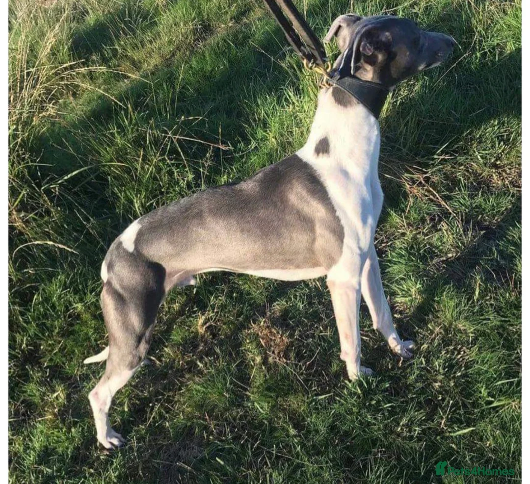 Whippet dogs for sale: Beautiful litter of pedigree whippets  - Advert 11