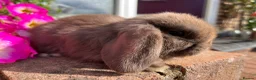 Mini Lop rabbits for sale: 6 mini lop babies RTL 10th September - Advert 20