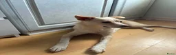 Mixed Breed dogs for adoption: Latte for adoption in Leigh-on-Sea - Advert 4