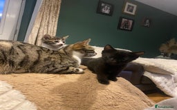 Bengal cats for sale: Bengal x - Image 10