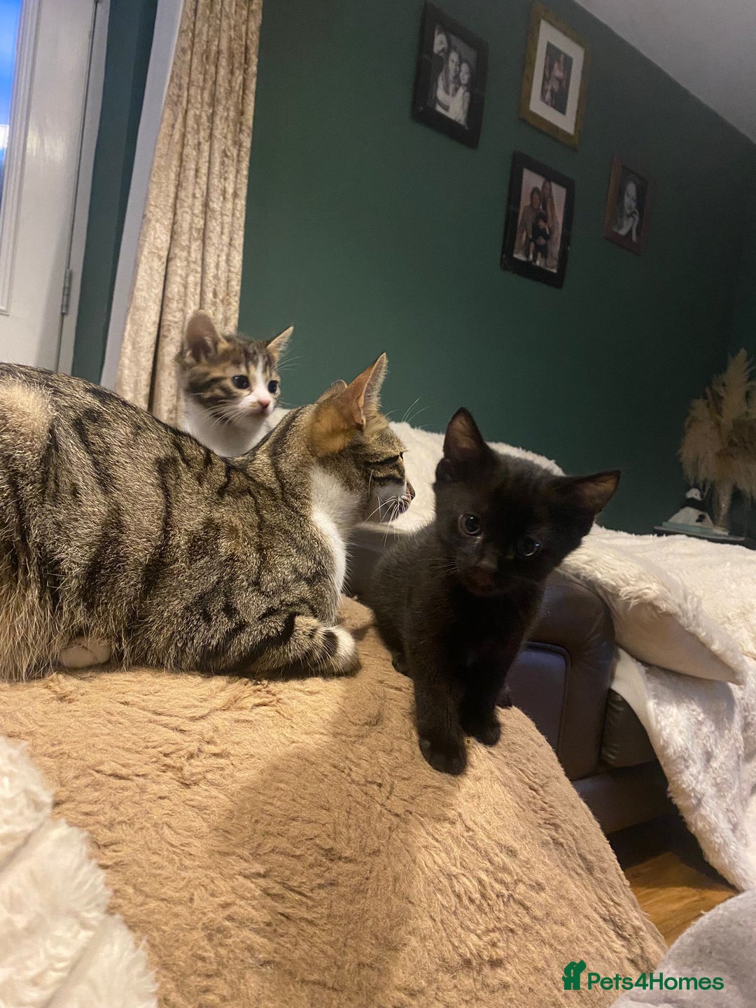 Bengal cats for sale: Bengal x - Image 10