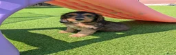 Cockapoo dogs for sale: Ready f1 Show/Toy boy for his forever home - Advert 25