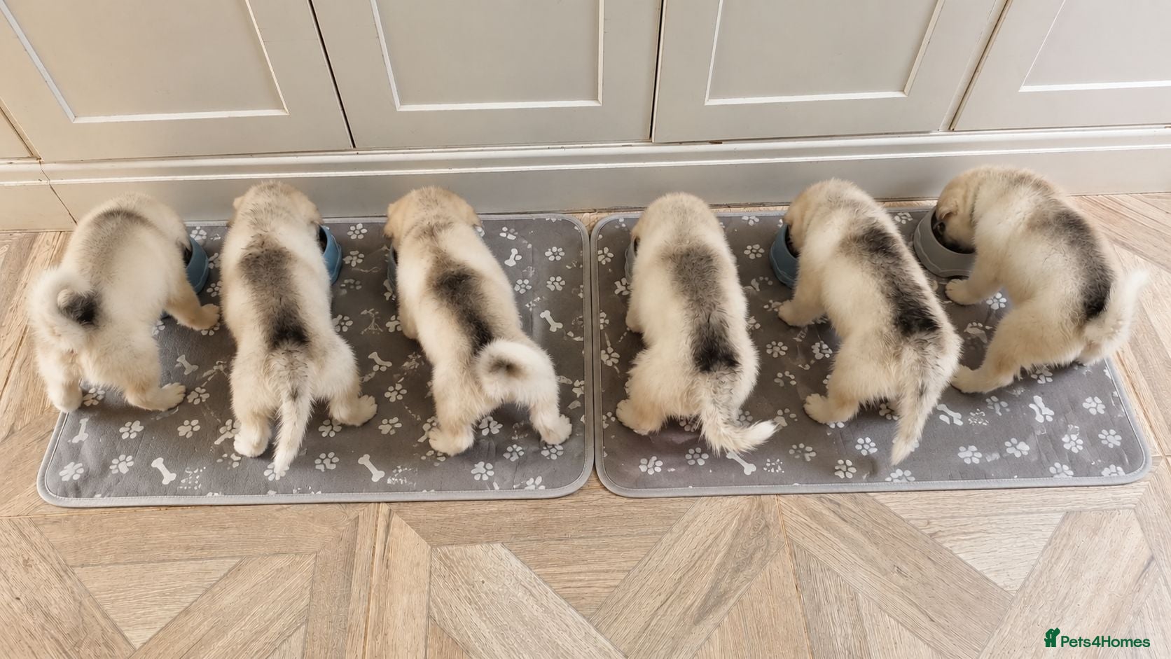Alaskan Malamute dogs Alaskan Malamute Puppies – Loving Family Raised - Advert 1