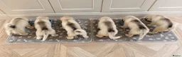 Alaskan Malamute dogs for sale: Alaskan Malamute Puppies – Loving Family Raised in Craven Arms - Advert 1