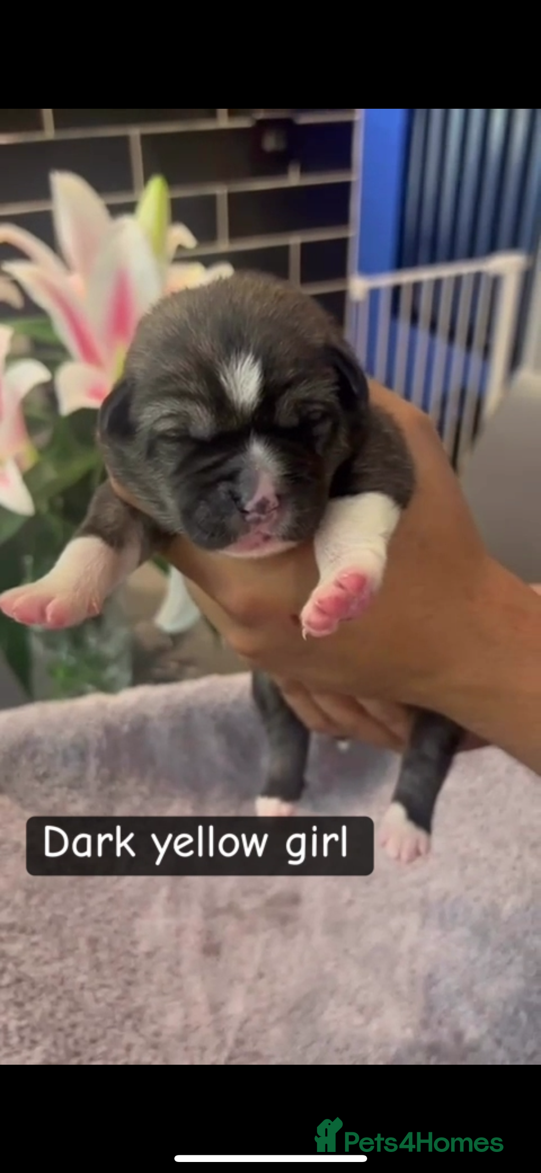 Mixed Breed dogs for sale: F1 Caucasian shepherd x American Akita - Image 9