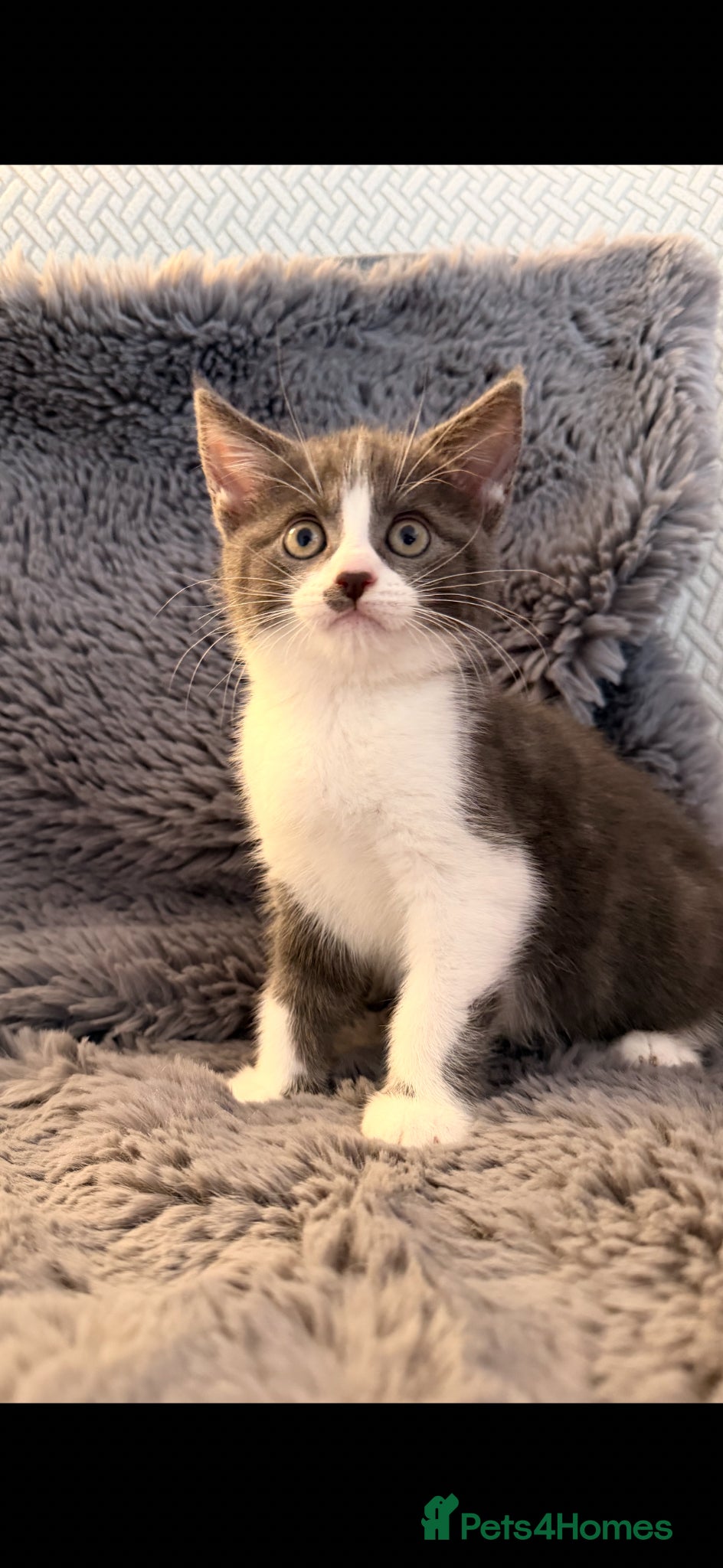 Maine Coon cats for sale: Maine Coon X British Shorthair  - Advert 7