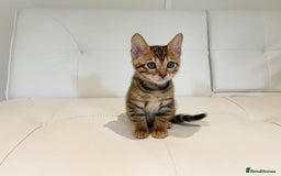 Toyger cats for sale: Full Pedigree Toyger Kittens Last Litter of 2025 - Image 17
