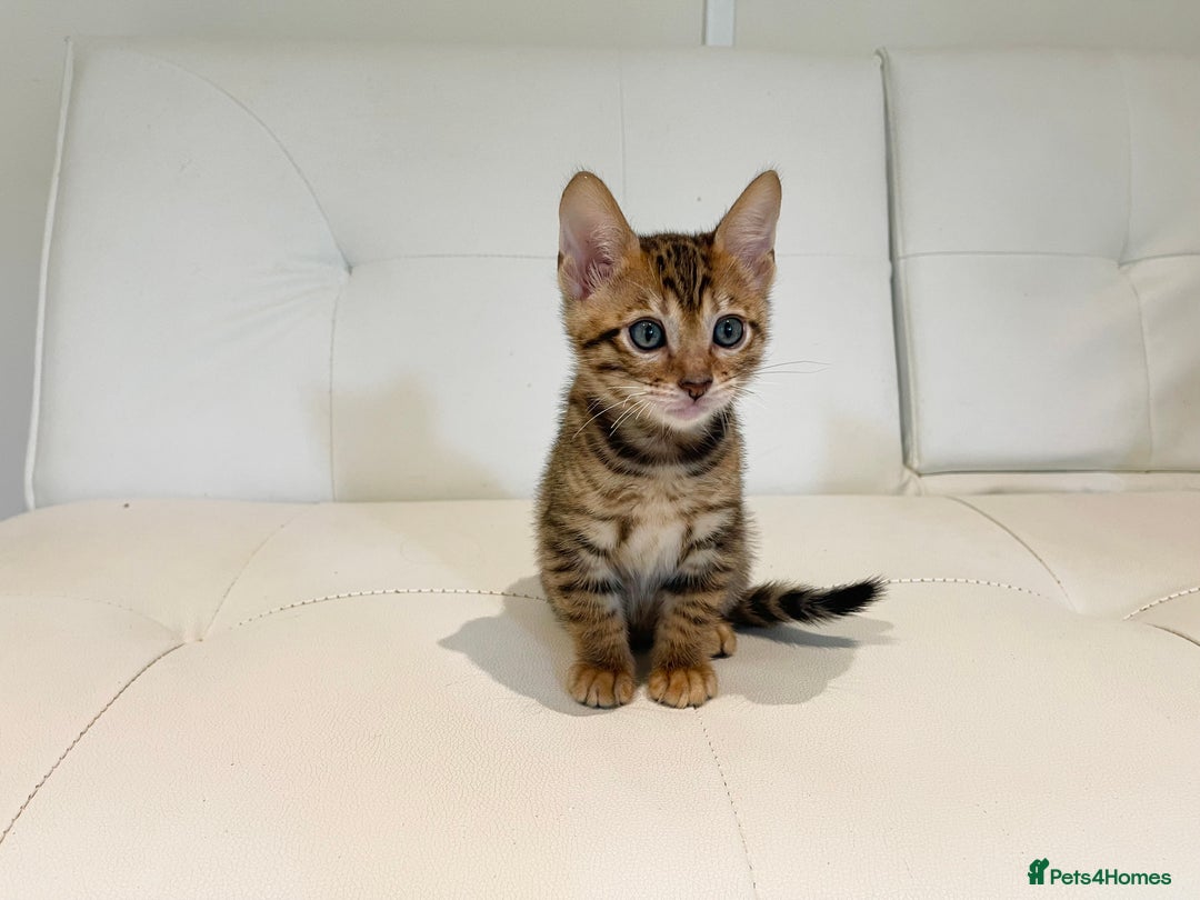 Toyger cats for sale: Full Pedigree Toyger Kittens Last Litter of 2025 - Image 17