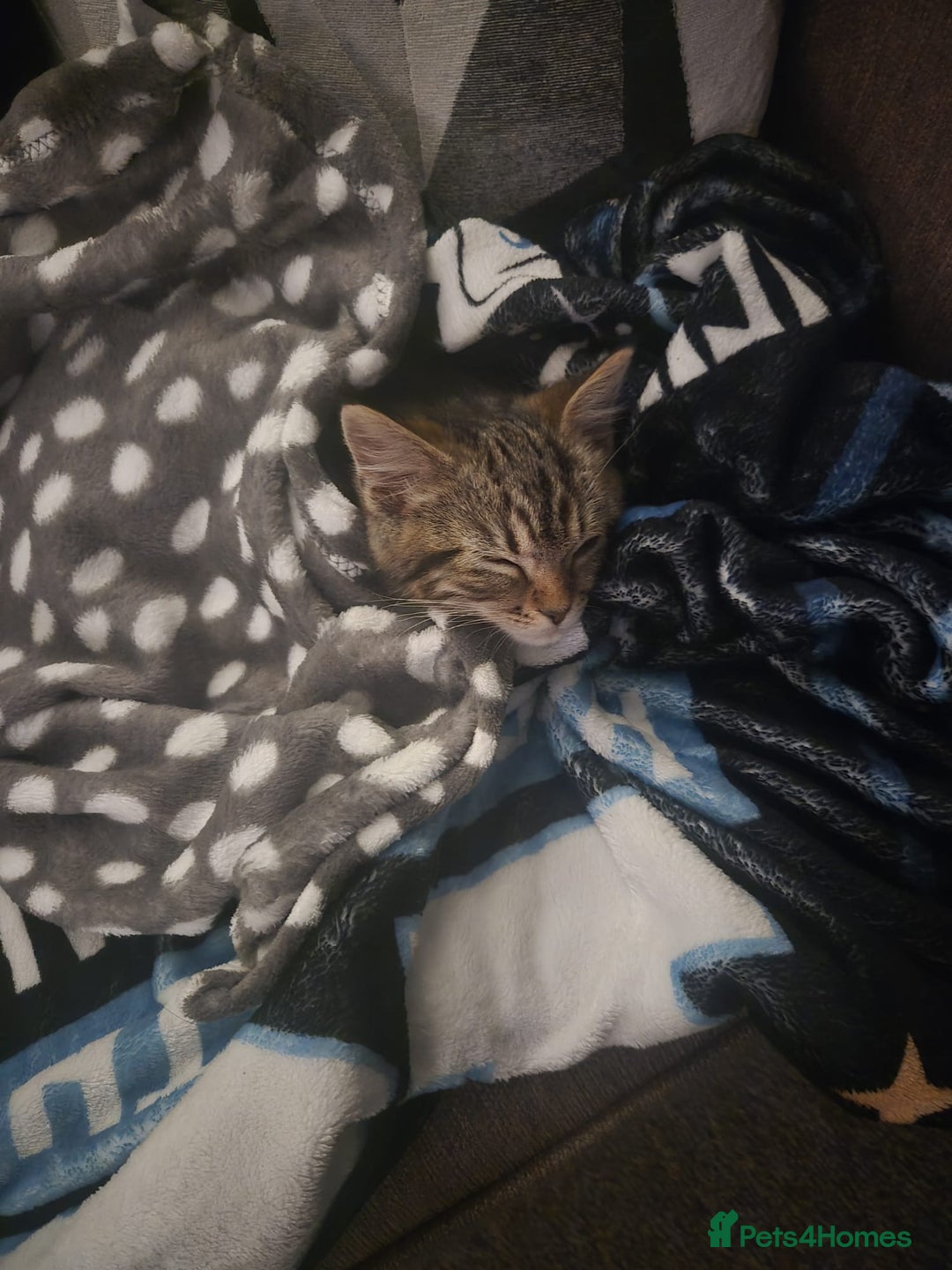 Mixed Breed cats for sale: Kitten  - Advert 2