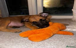 Belgian Shepherd Dog dogs for sale: Belgian Melinous pups ready for homes - Image 8