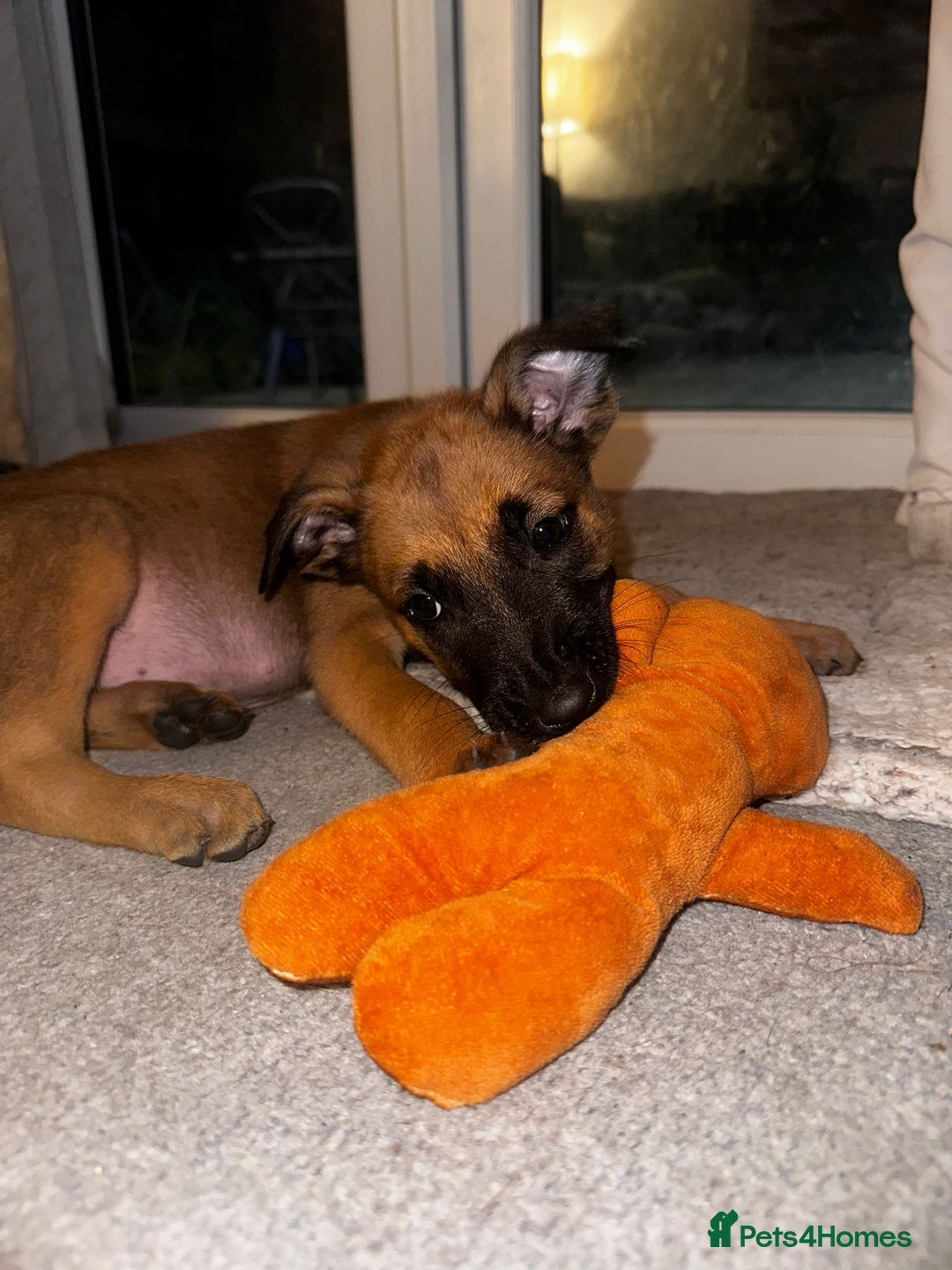 Belgian Shepherd Dog dogs for sale: Belgian Melinous pups ready for homes - Image 8