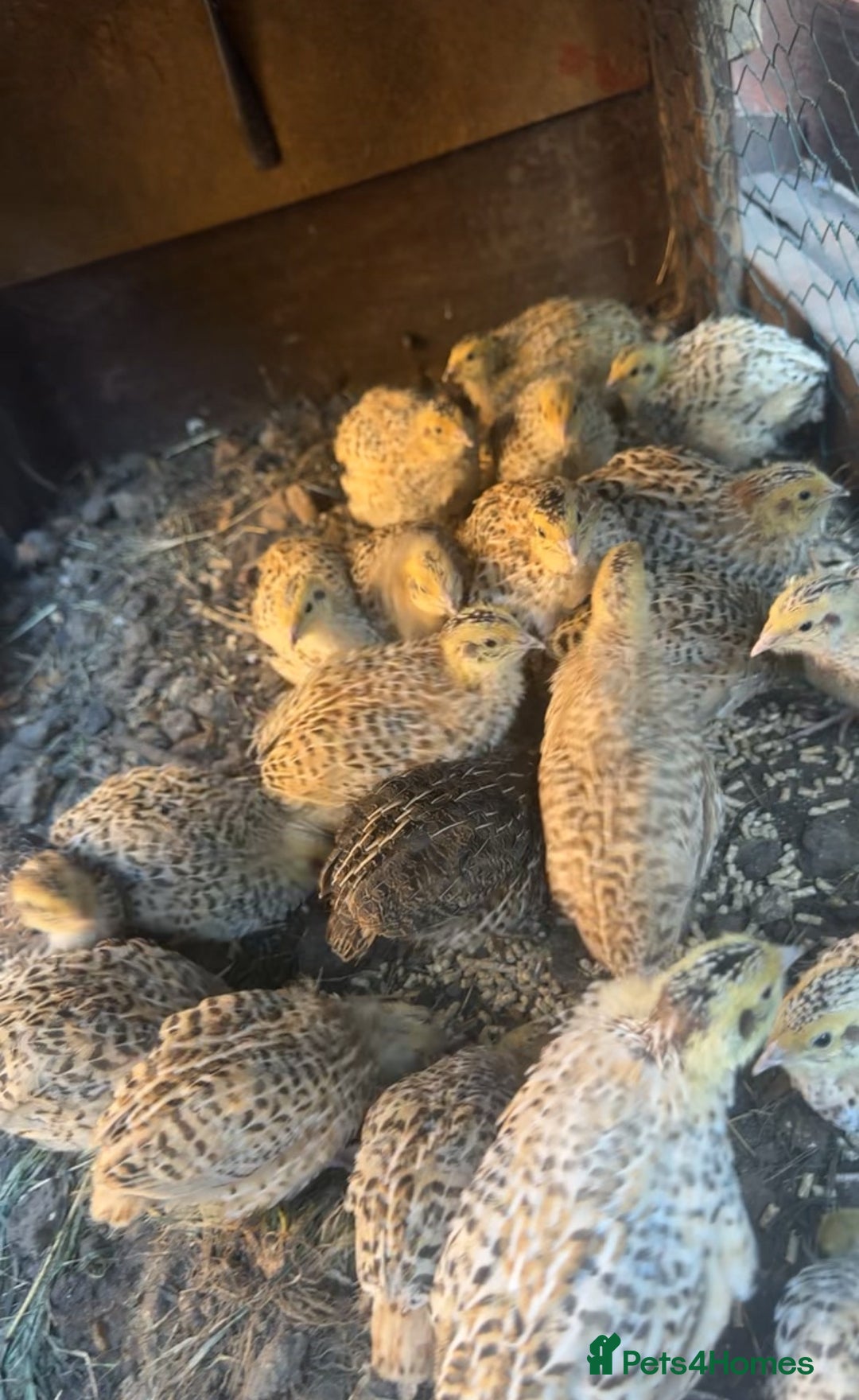Mixed Breed birds for sale: Coturnix Quail - Advert 2