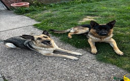 German Shepherd dogs for sale: 6 Beautiful, Healthy German Shepherd puppies in Mansfield - Image 18