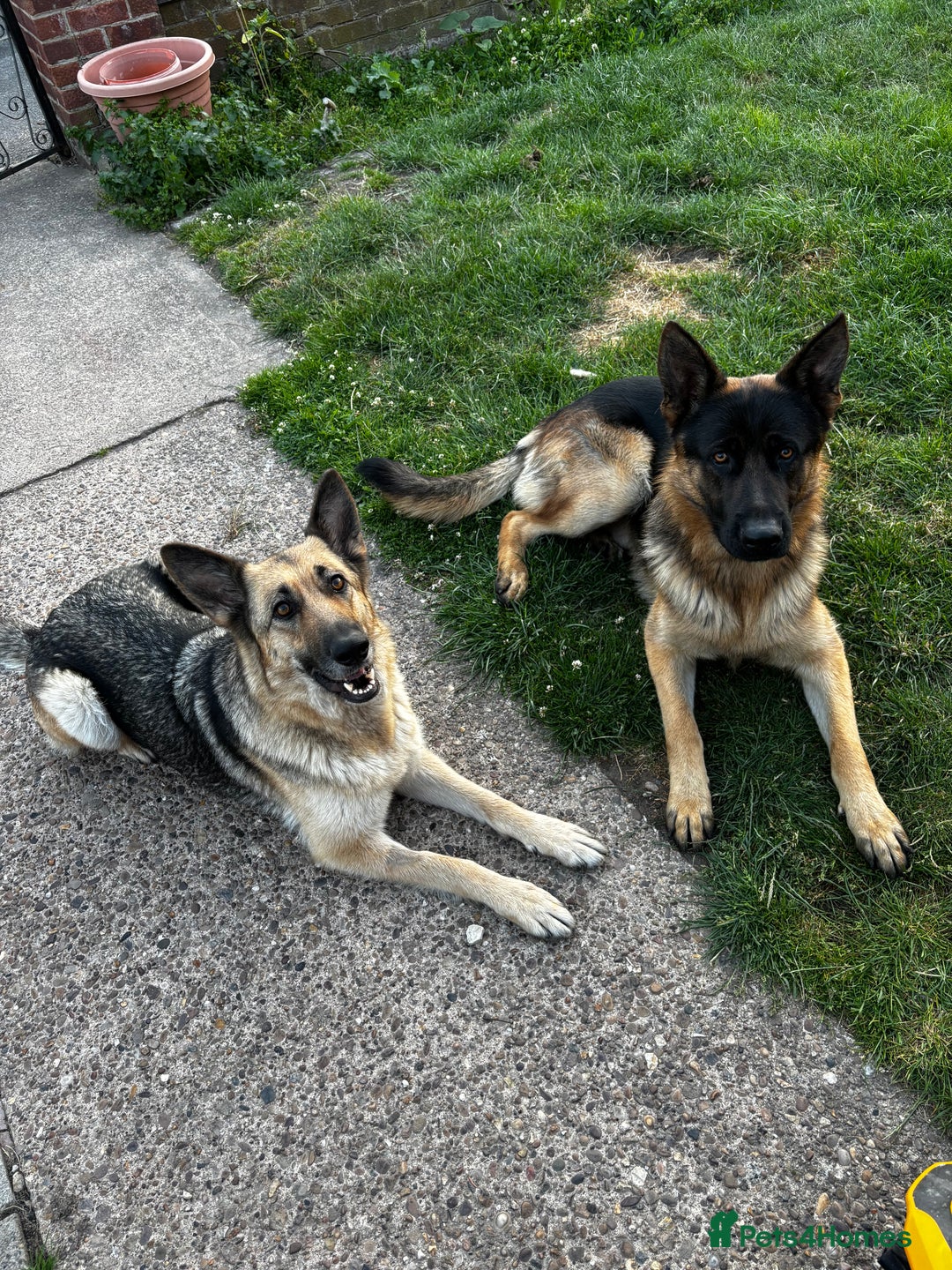 German Shepherd dogs for sale: 6 Beautiful, Healthy German Shepherd puppies in Mansfield - Image 18