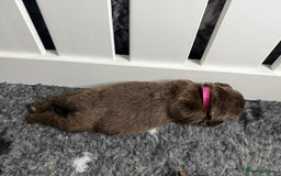 Newfoundland dogs for sale: KC registered Newfoundland Puppies. Health tested - Image 6
