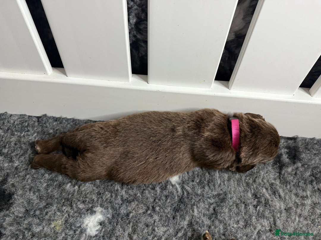 Newfoundland dogs for sale: KC registered Newfoundland Puppies. Health tested - Image 6