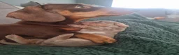 Miniature Dachshund dogs for sale: Stunning Top Quality Mini Dachshunds - Advert 5