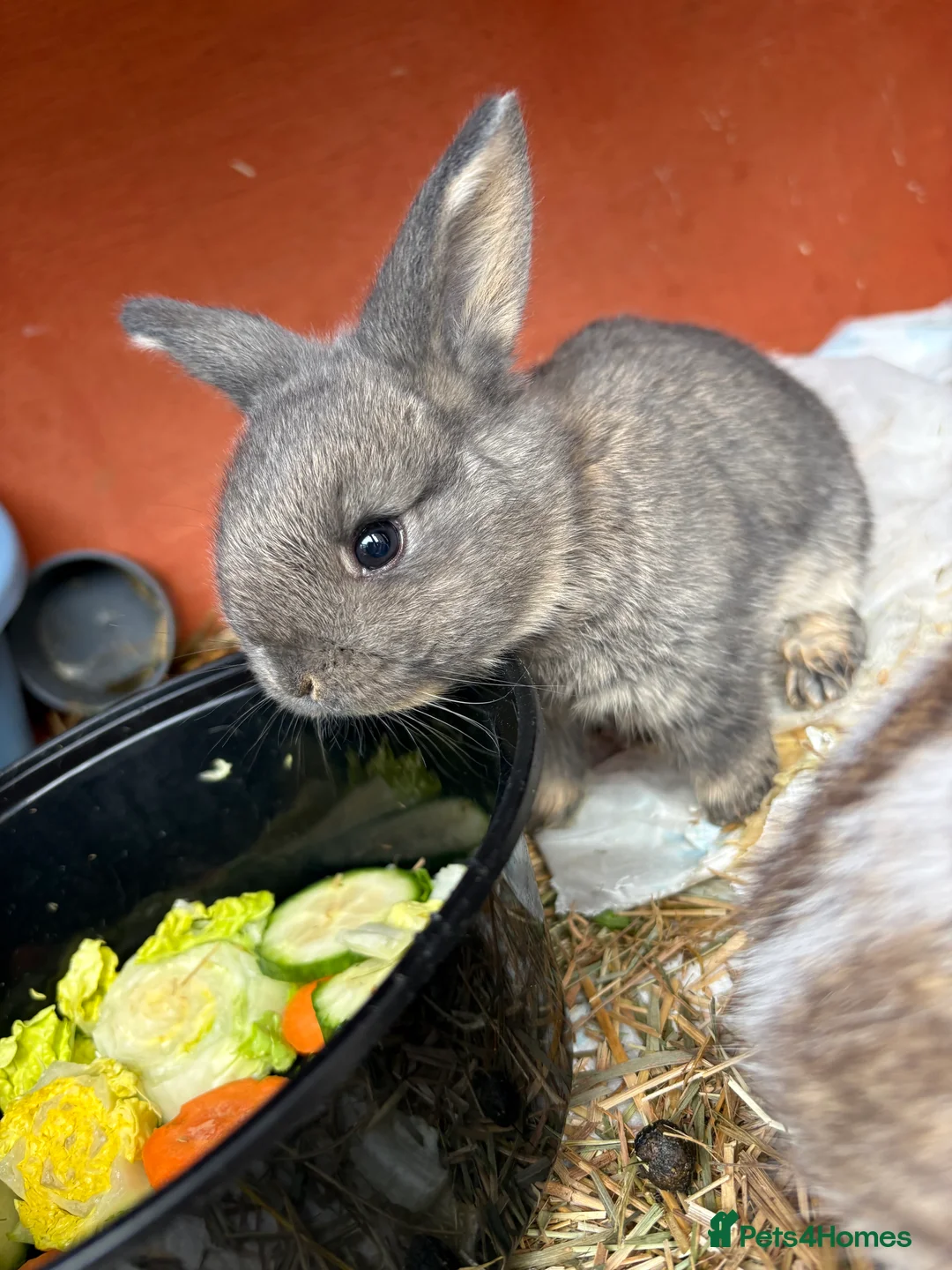 Mini Lop rabbits for sale: 7 Beautiful Mini Lops  - Advert 9