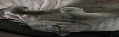 British Shorthair 1