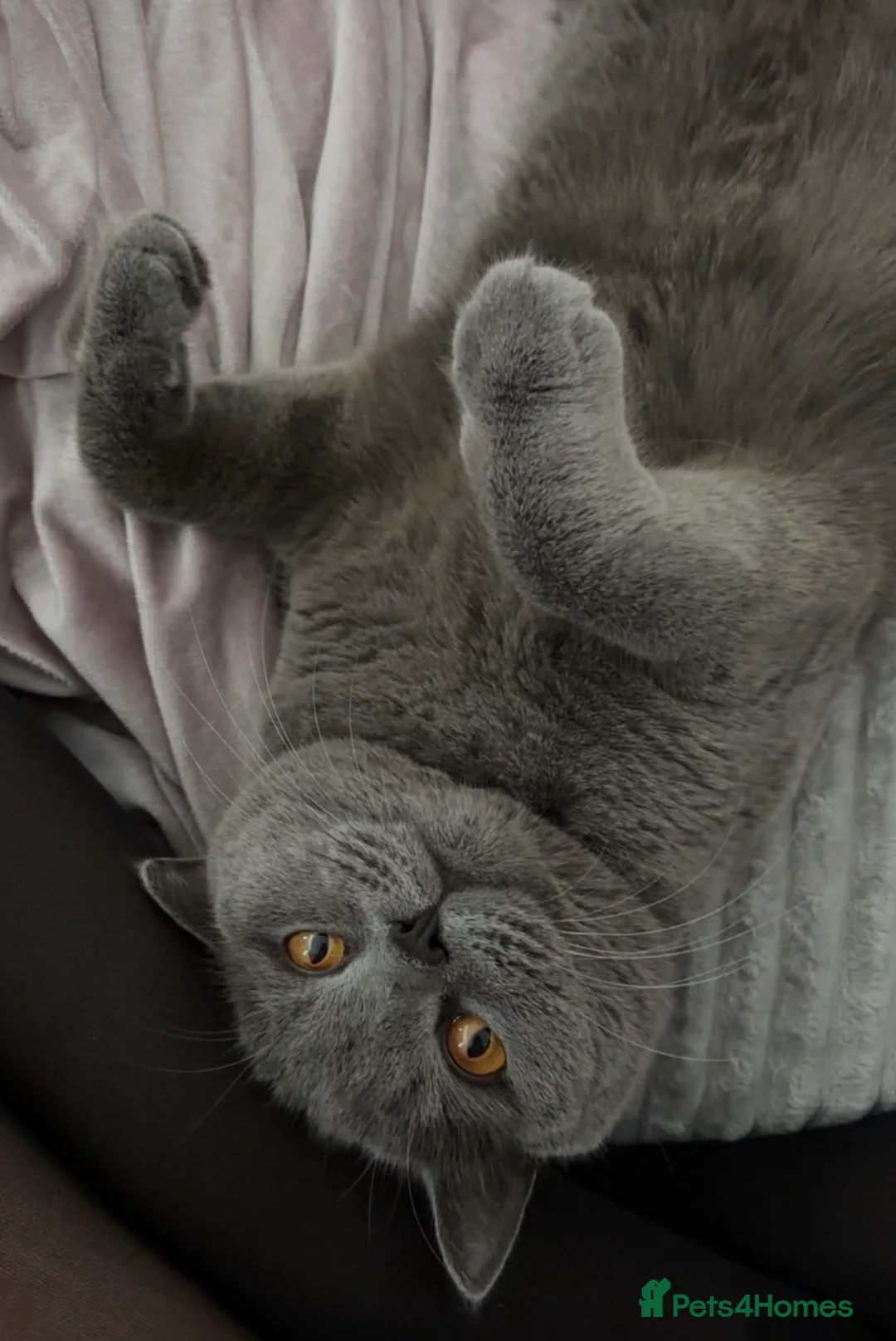 British Shorthair cats for sale: British short hair female  in Birmingham - Advert 1