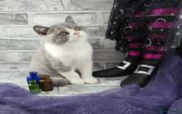 British Shorthair cats for sale: CHAMPION SIRED GCCF REG BSH BLUE BI MALE KITTEN - Image 3