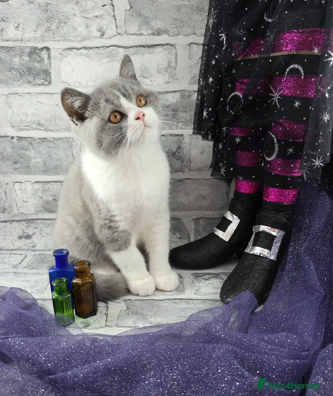 British Shorthair cats for sale: CHAMPION SIRED GCCF REG BSH BLUE BI MALE KITTEN - Image 3
