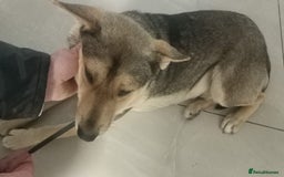 Mixed Breed dogs for adoption: 🐺 WOLFIE – A Brave Soul Ready for a New Life 🖤 - Advert 35